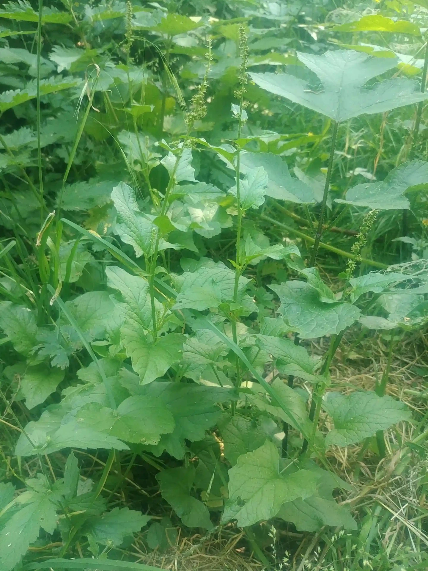 Chenopodium bonus-henricus